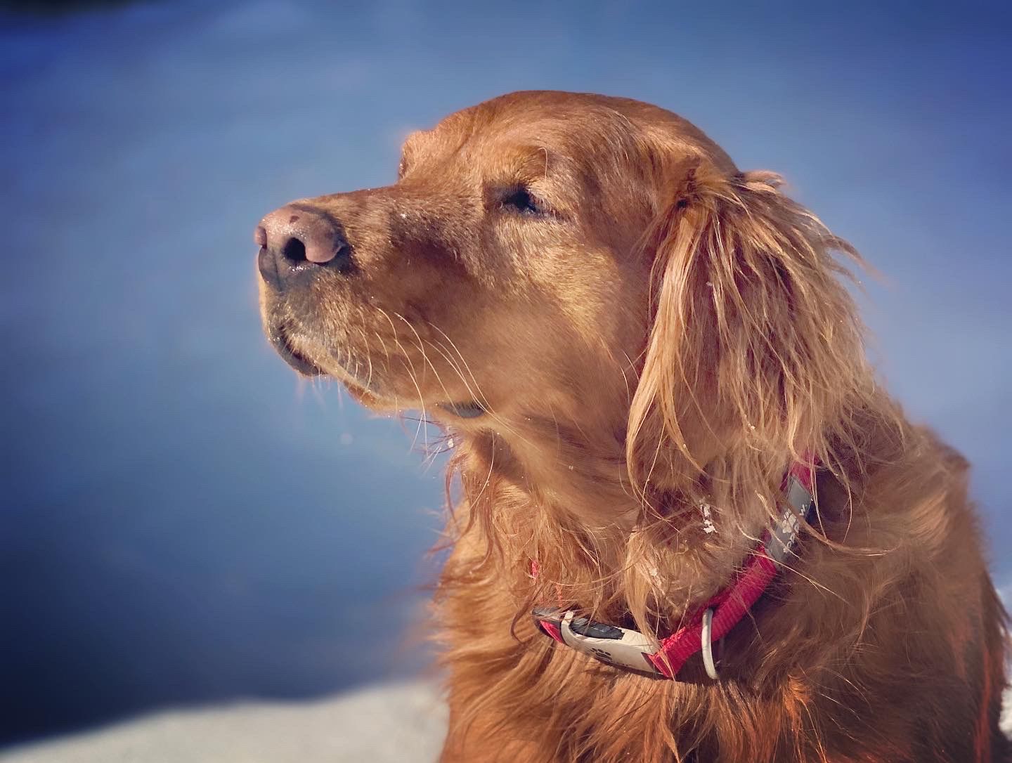 Penny
